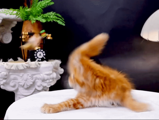 Mèo Maine Coon Đực Cam Trên 2 tháng. Mua bán Mèo tại Thành phố Thủ Đức Tp Hồ Chí Minh được đăng bởi DƯƠNG MINH TRÍ VĨNH hình 1