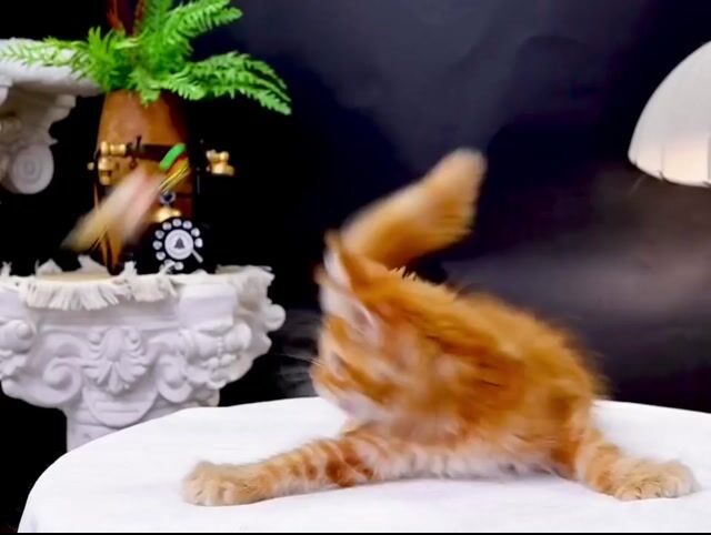 Mèo Maine Coon Đực Cam Trên 2 tháng. Mua bán Mèo tại Thành phố Thủ Đức Tp Hồ Chí Minh được đăng bởi DƯƠNG MINH TRÍ VĨNH hình 1