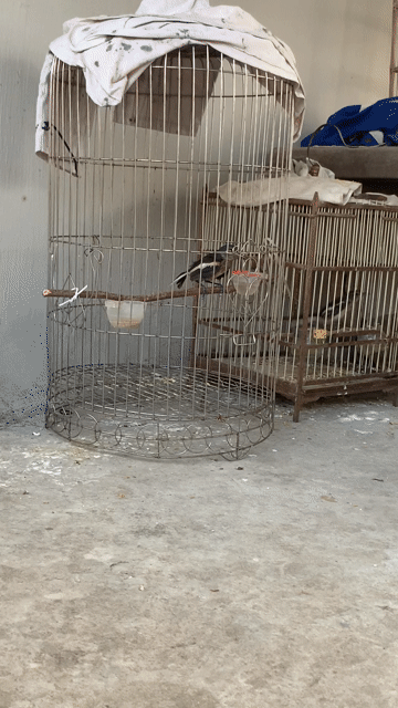 Chim Than mái Huýt nhiều. Mua bán Chim tại Huyện Thanh Oai Hà Nội được đăng bởi Lê Quảng Đại hình 1