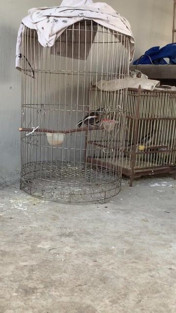 Chim Than mái Huýt nhiều. Mua bán Chim tại Huyện Thanh Oai Hà Nội được đăng bởi Lê Quảng Đại hình 1