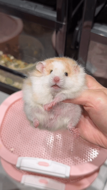 Chuột Hamster F0 đốm cinnamon. Mua bán Thú cưng khác tại Thành phố Thủ Đức Tp Hồ Chí Minh được đăng bởi Hamster Nest hình 1