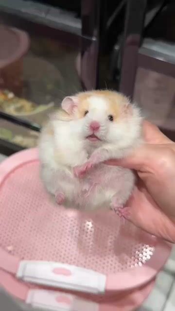 Chuột Hamster F0 đốm cinnamon. Mua bán Thú cưng khác tại Thành phố Thủ Đức Tp Hồ Chí Minh được đăng bởi Hamster Nest hình 1