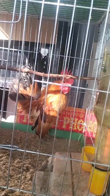 Gà Serama. Mua bán Gà tại Huyện Phú Tân An Giang được đăng bởi Hoàng Loan  hình 1