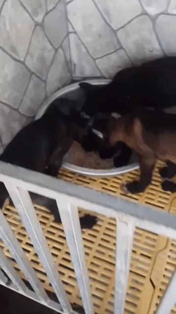 Chó Malinois đen 6kg cả hai. Mua bán Chó tại Huyện Bình Chánh Tp Hồ Chí Minh được đăng bởi Dung dung  hình 1