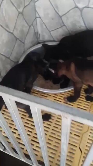 Chó Malinois đen 6kg cả hai. Mua bán Chó tại Huyện Bình Chánh Tp Hồ Chí Minh được đăng bởi Dung dung  hình 1