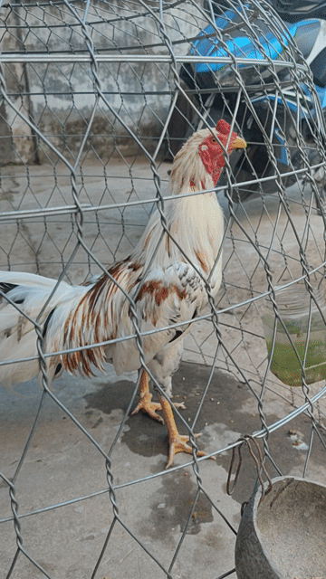 Gà bướn 2.8kg trống gà tơ. Mua bán Gà tại Thành phố Ngã Bảy Hậu Giang được đăng bởi Sang Gà Cỏ hình 1
