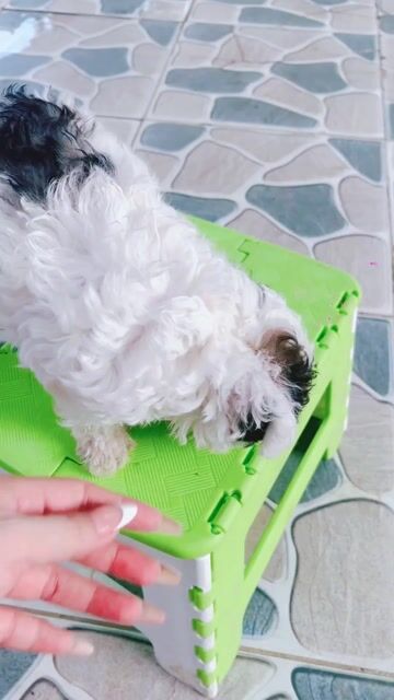 Chó Poodle Tiny cái Trắng đen. Mua bán Chó tại Thành phố Cao Lãnh Đồng Tháp được đăng bởi Bùi thị kiều  hình 1