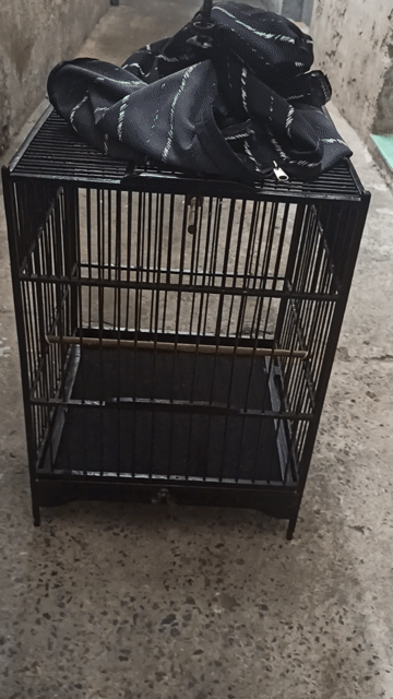 Lồng chim vuông màu đen. Mua bán Phụ kiện, Thức ăn, Dịch vụ tại Quận 12 Tp Hồ Chí Minh được đăng bởi Khổng tước  hình 1