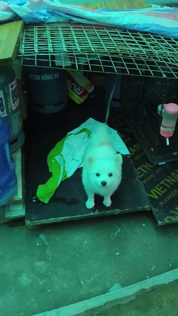 Chó Phốc Sóc Cái Trắng. Mua bán Chó tại Quận Nam Từ Liêm Hà Nội được đăng bởi A Ngoc hình 1