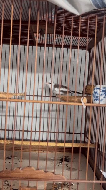Chim chào mào trống cánh tiên. Mua bán Chim tại Quận 6 Tp Hồ Chí Minh được đăng bởi anh Dư hình 1