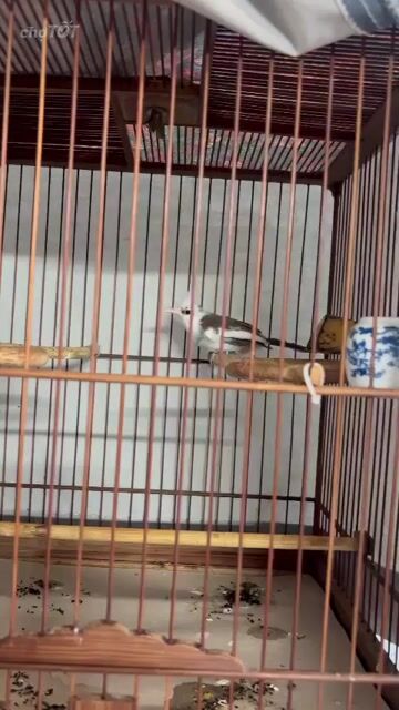 Chim chào mào trống cánh tiên. Mua bán Chim tại Quận 6 Tp Hồ Chí Minh được đăng bởi anh Dư hình 1