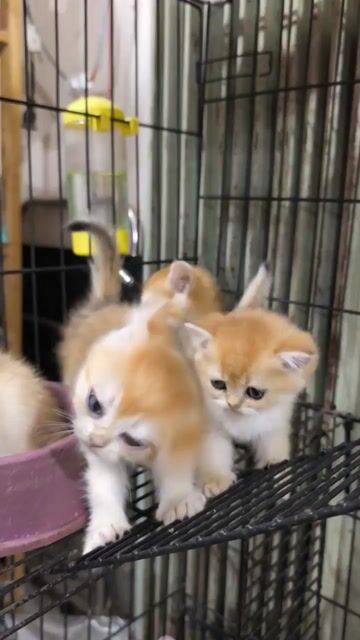 Mèo Golden ny11 ny12 sáng tỏa và khỏe khoắn xinh. Mua bán Mèo tại Thành phố Thủ Đức Tp Hồ Chí Minh được đăng bởi Âu Minh Huy hình 1