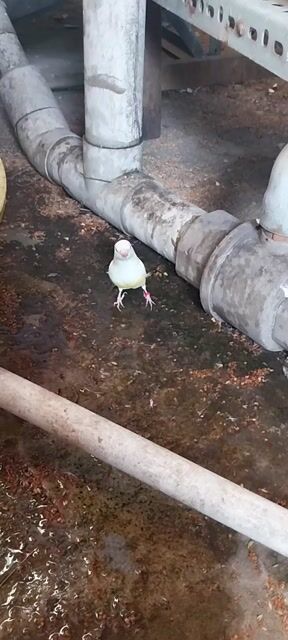 Chim mái 7 màu dạn người. Mua bán Chim tại Quận Phú Nhuận Tp Hồ Chí Minh được đăng bởi Gà tre  hình 1