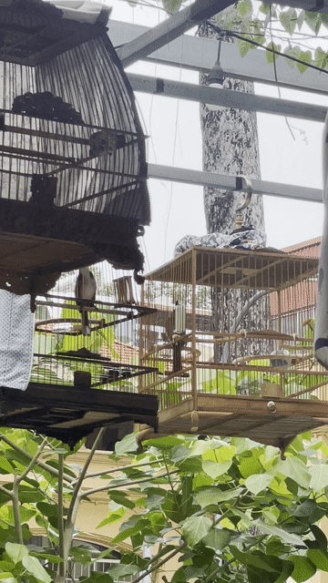 Chim chào mào Lạng Sơn 2 tháng lồng nhát. Mua bán Chim tại Quận 3 Tp Hồ Chí Minh được đăng bởi kha hình 1