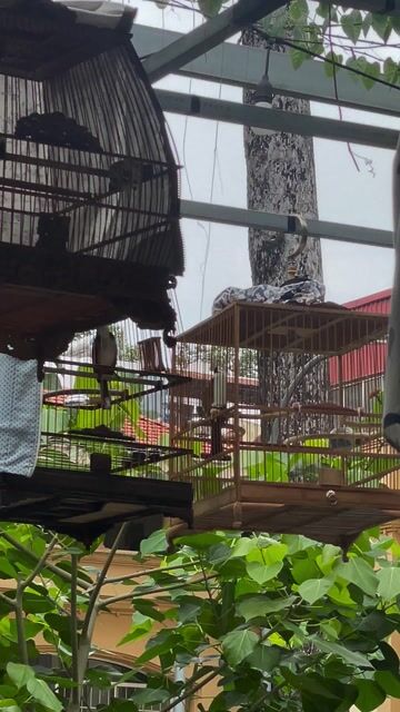 Chim chào mào Lạng Sơn 2 tháng lồng nhát. Mua bán Chim tại Quận 3 Tp Hồ Chí Minh được đăng bởi kha hình 1