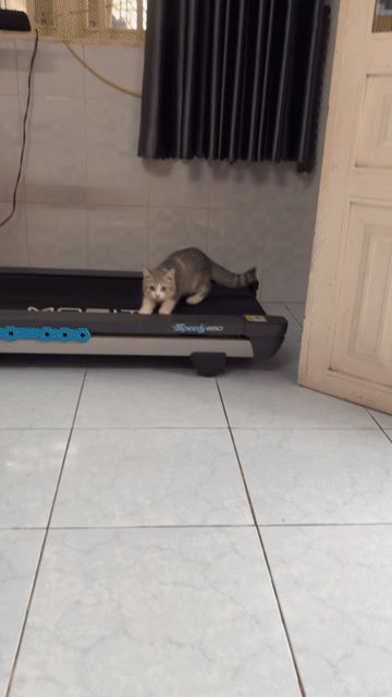 Mèo Anh lông ngắn. Mua bán Mèo tại Huyện Hóc Môn Tp Hồ Chí Minh được đăng bởi SOLY CATS hình 1
