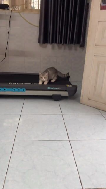 Mèo Anh lông ngắn. Mua bán Mèo tại Huyện Hóc Môn Tp Hồ Chí Minh được đăng bởi SOLY CATS hình 1