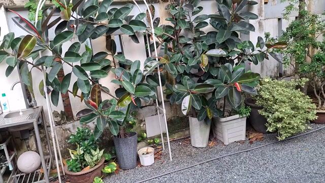Cây đa kiểng khỏe mạnh. Mua bán Cây cảnh, đồ trang trí tại Thành phố Biên Hòa Đồng Nai được đăng bởi Nguyễn Khánh Thanh Hoàng hình 1