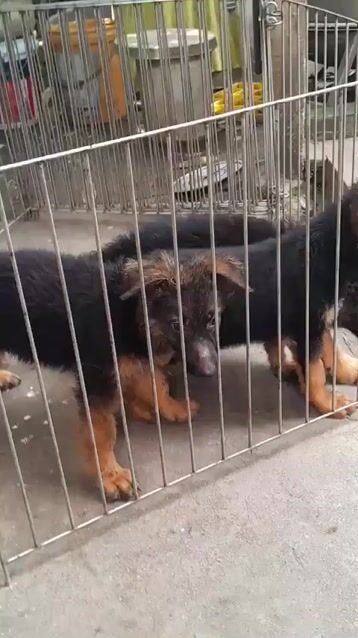 Chó Becgie Đức đực. Mua bán Chó tại Huyện Bình Chánh Tp Hồ Chí Minh được đăng bởi Trường Bùi nguyên hình 1