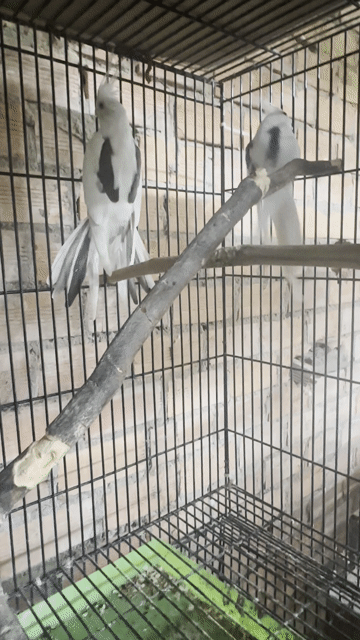Chim Cockatiel Heavy Sinh sản. Mua bán Chim tại Quận Bình Thạnh Tp Hồ Chí Minh được đăng bởi Mẫn Bo hình 1
