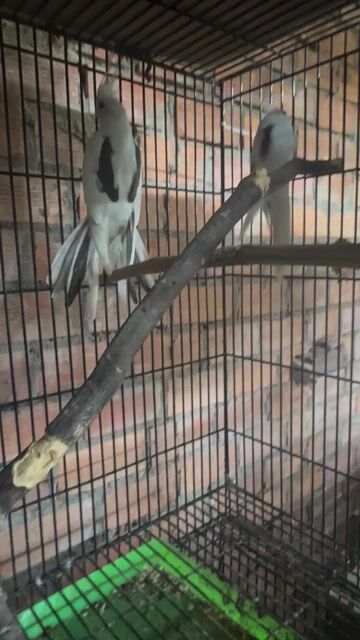 Chim Cockatiel Heavy Sinh sản. Mua bán Chim tại Quận Bình Thạnh Tp Hồ Chí Minh được đăng bởi Mẫn Bo hình 1
