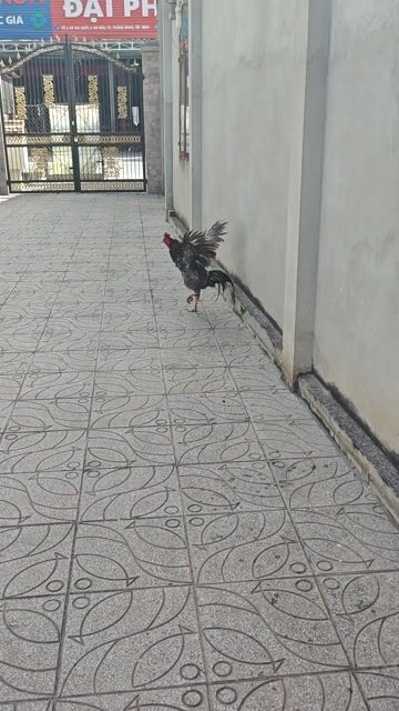 Gà chọi Pakistan Việt Đực Quẹo lườn. Mua bán Gà tại Huyện Trảng Bàng Tây Ninh được đăng bởi Nguyên Buôn bán gà và Phân Thuốc trừ sâu hình 1