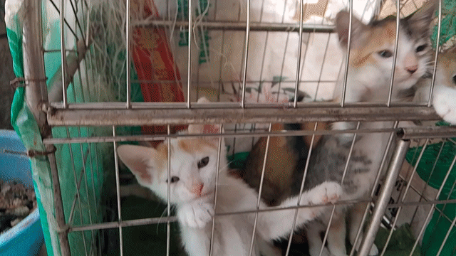 Mèo nhiều màu. Mua bán Mèo tại Quận Đống Đa Hà Nội được đăng bởi nguyen duc cuong hình 1