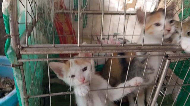Mèo nhiều màu. Mua bán Mèo tại Quận Đống Đa Hà Nội được đăng bởi nguyen duc cuong hình 1