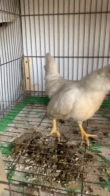 Gà tre Bắc tít không có thời gian chăm. Mua bán Gà tại Thành phố Thủ Dầu Một Bình Dương được đăng bởi Mạnh Hưng hình 1