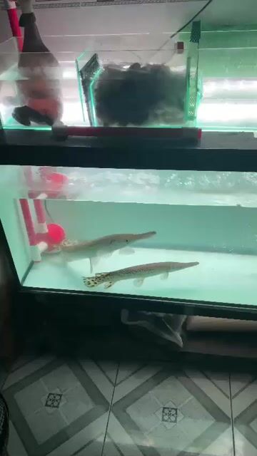 thanh lý nguyên hồ (giá cả thương lượng được). Mua bán Thú cưng khác tại Thị xã Bến Cát Bình Dương được đăng bởi ko ten hình 1