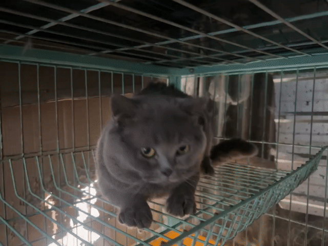 Mèo Xiêm Xám. Mua bán Mèo tại Thành phố Long Khánh Đồng Nai được đăng bởi Châu Trần hình 1