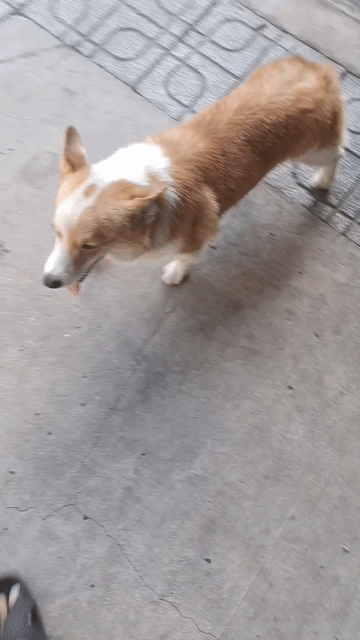 Chó Corgi đực Nâu trắng 3tr5. Mua bán Chó tại Thành phố Thủ Dầu Một Bình Dương được đăng bởi Nguyễn Duy hình 1