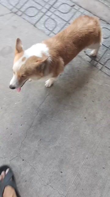 Chó Corgi đực Nâu trắng 3tr5. Mua bán Chó tại Thành phố Thủ Dầu Một Bình Dương được đăng bởi Nguyễn Duy hình 1