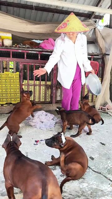 Chó Xoáy Thái Supper Red Lưỡi Thép🐶🇹🇭. Mua bán Chó tại Quận 10 Tp Hồ Chí Minh được đăng bởi Trại Chó Xoáy Thái Miền Tây hình 1