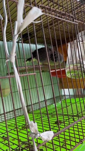 Chim cu gáy Malai Xám trắng. Mua bán Chim tại Thành phố Dĩ An Bình Dương được đăng bởi ken hình 1