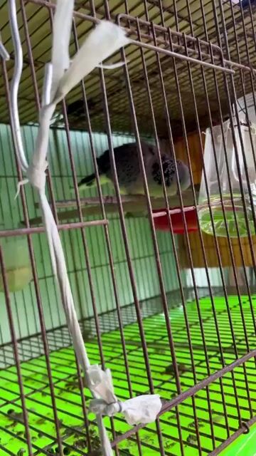 Chim cu gáy Malai Xám trắng. Mua bán Chim tại Thành phố Dĩ An Bình Dương được đăng bởi ken hình 1