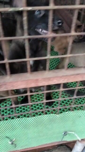 Chó Béc Bỉ đực 70 ngày 2 mũi vacxin. Mua bán Chó tại Huyện Đông Anh Hà Nội được đăng bởi A nhuận hình 1