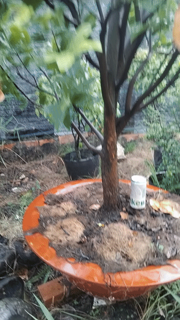 Chậu mai tứ quý.. Mua bán Cây cảnh, đồ trang trí tại Quận 12 Tp Hồ Chí Minh được đăng bởi ĐẠT hình 1