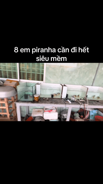 8 BÉ CÁ CẢNH PIRANHA BÌNH ĐẠI. Mua bán Thú cưng khác tại Huyện Bình Đại Bến Tre được đăng bởi Phan Trọng Hiền hình 1
