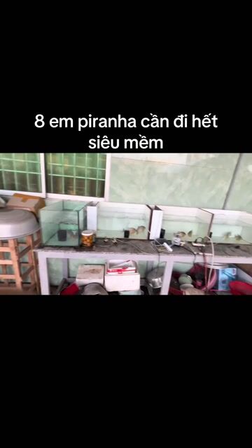 8 BÉ CÁ CẢNH PIRANHA BÌNH ĐẠI. Mua bán Thú cưng khác tại Huyện Bình Đại Bến Tre được đăng bởi Phan Trọng Hiền hình 1