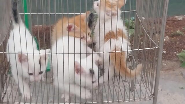 Mèo trắng lông ngắn trắng tam thể + nhỉ thể. Mua bán Mèo tại Quận Hoàng Mai Hà Nội được đăng bởi CHU TRÀ MY hình 1