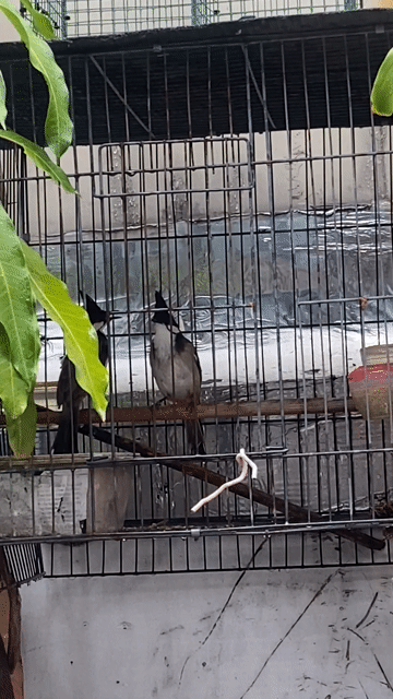 Chim chào mào trống mái đã cạp lâu sung. Mua bán Chim tại Quận Bình Tân Tp Hồ Chí Minh được đăng bởi Hưng Hà hình 1