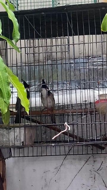 Chim chào mào trống mái đã cạp lâu sung. Mua bán Chim tại Quận Bình Tân Tp Hồ Chí Minh được đăng bởi Hưng Hà hình 1