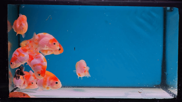 Cá Ranchu Tiny nhiều màu. Mua bán Thú cưng khác tại Quận Gò Vấp Tp Hồ Chí Minh được đăng bởi Trần Văn hình 1