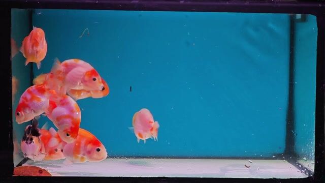 Cá Ranchu Tiny nhiều màu. Mua bán Thú cưng khác tại Quận Gò Vấp Tp Hồ Chí Minh được đăng bởi Trần Văn hình 1