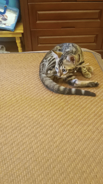 Mèo Bengal cái. Mua bán Mèo tại Quận Hoàng Mai Hà Nội được đăng bởi Vinh hình 1