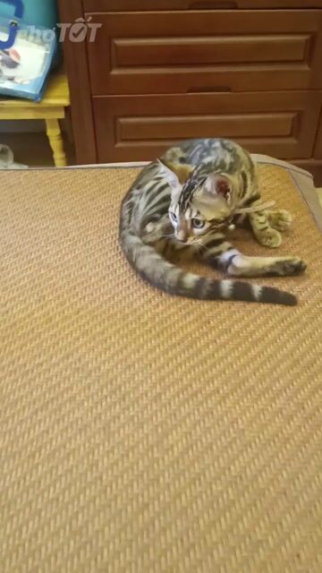 Mèo Bengal cái. Mua bán Mèo tại Quận Hoàng Mai Hà Nội được đăng bởi Vinh hình 1