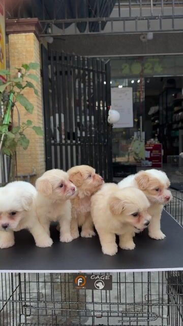 Chó Poodle Nhà Đẻ Sẵn Tại 04 Bàu Năng 1. Mua bán Chó tại Quận Liên Chiểu Đà Nẵng được đăng bởi Pet House hình 1