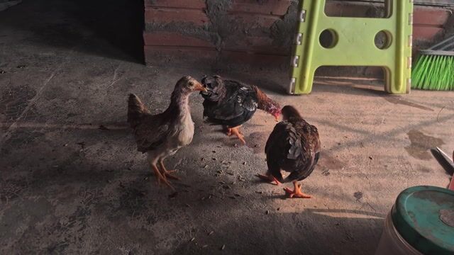 Gà tre Bắc Cộc nhiều màu. Mua bán Gà tại Quận Hoàng Mai Hà Nội được đăng bởi Trần Văn Đường hình 1