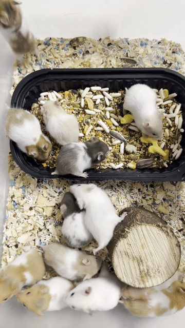 Hamster bear nhiều màu. Mua bán Thú cưng khác tại Quận Cái Răng Cần Thơ được đăng bởi Dương hình 1